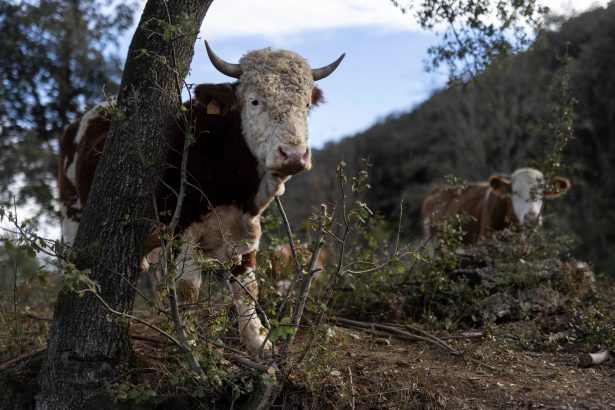 dermatosis-nodular-contagiosa,-el-virus-que-amenaza-al-ganado-en-girona:-“la-sensacion-tras-el-sacrificio-de-los-animales-no-se-puede-describir-con-palabras”