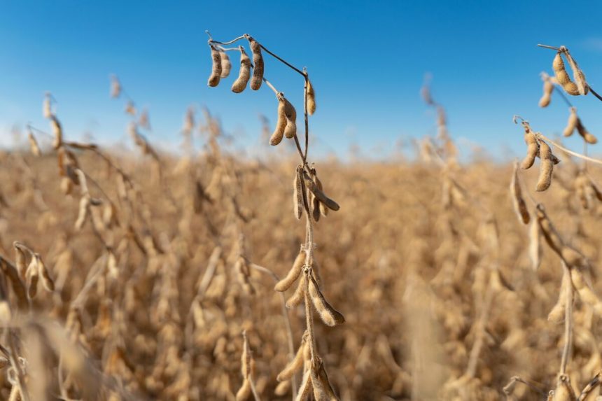 el-pasado-no-sera-un-prologo-de-las-ventas-de-soja-de-estados-unidos-a-china